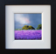 Picture of Violet Days